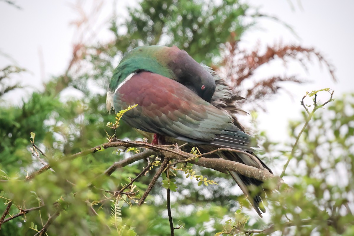 New Zealand Pigeon - ML535993931