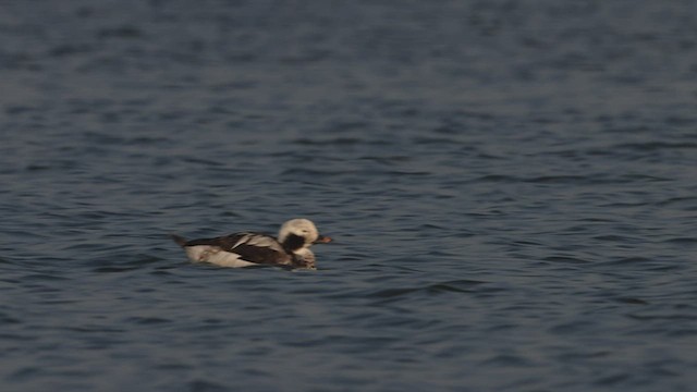 Long-tailed Duck - ML535994071