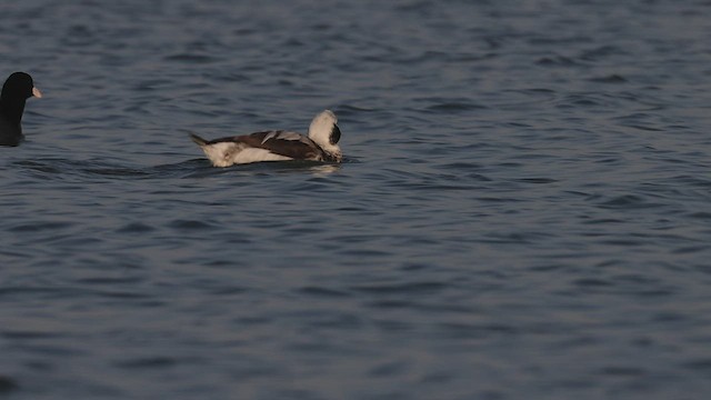 Long-tailed Duck - ML535994081