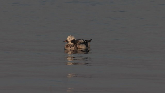 Long-tailed Duck - ML535994091