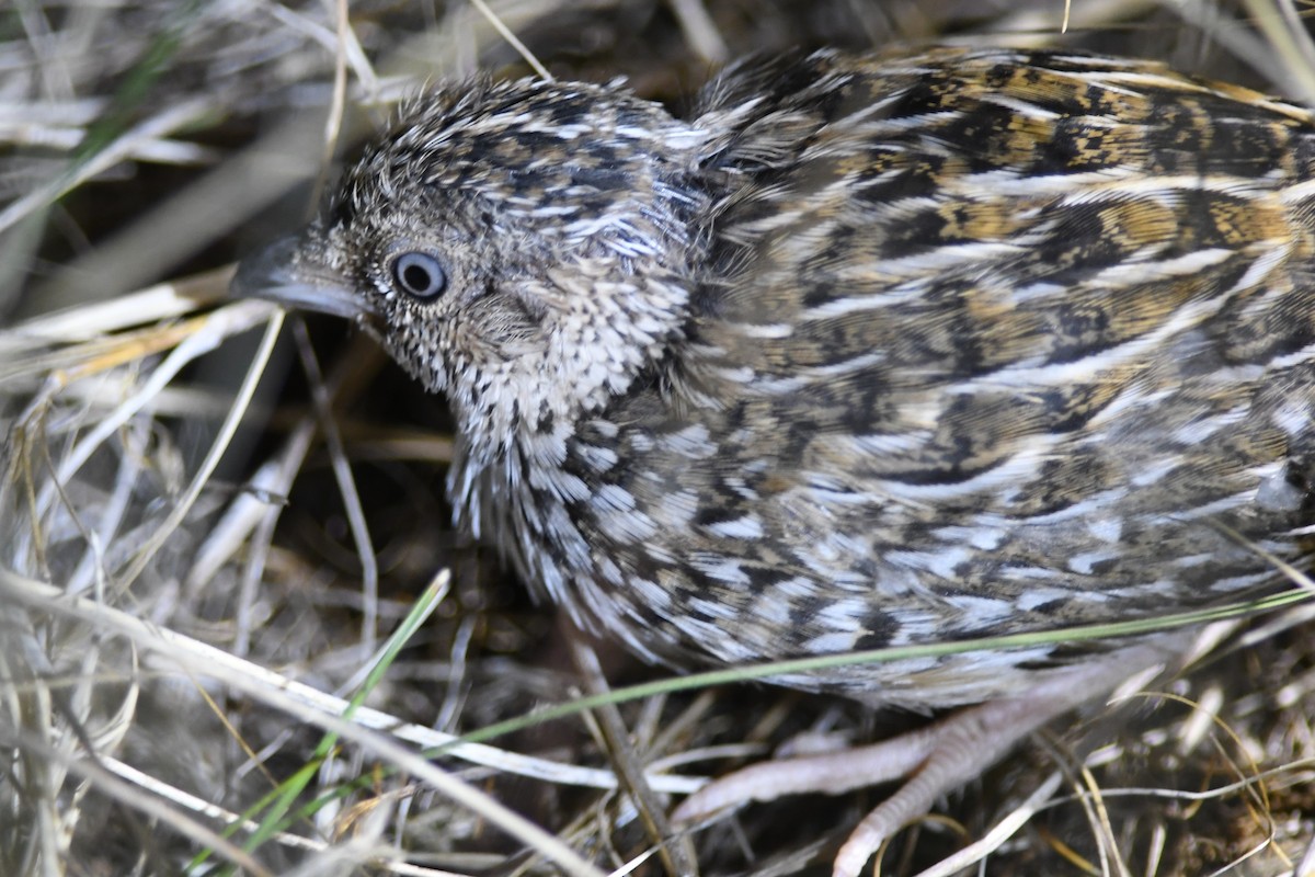 Red-chested Buttonquail - ML535995961