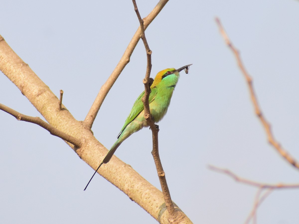 Asian Green Bee-eater - ML535997401