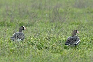 Lesser White-fronted Goose, ML535998191