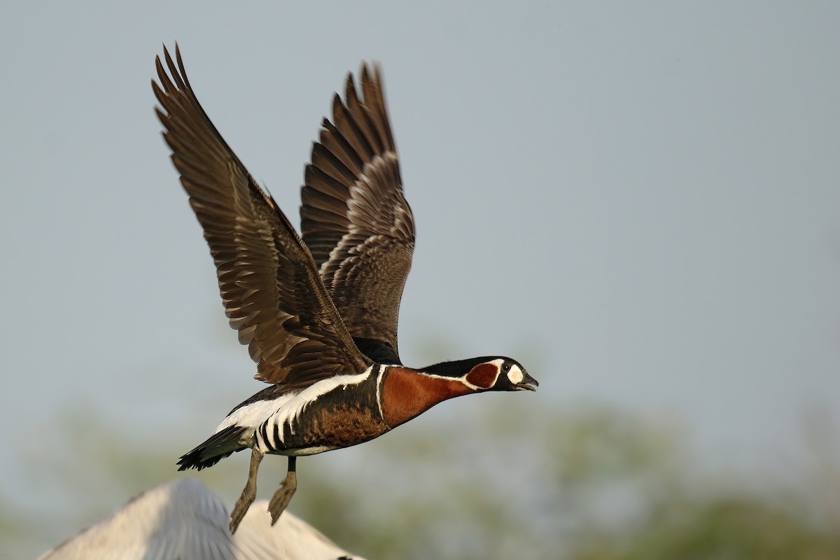 Red-breasted Goose - ML535998381