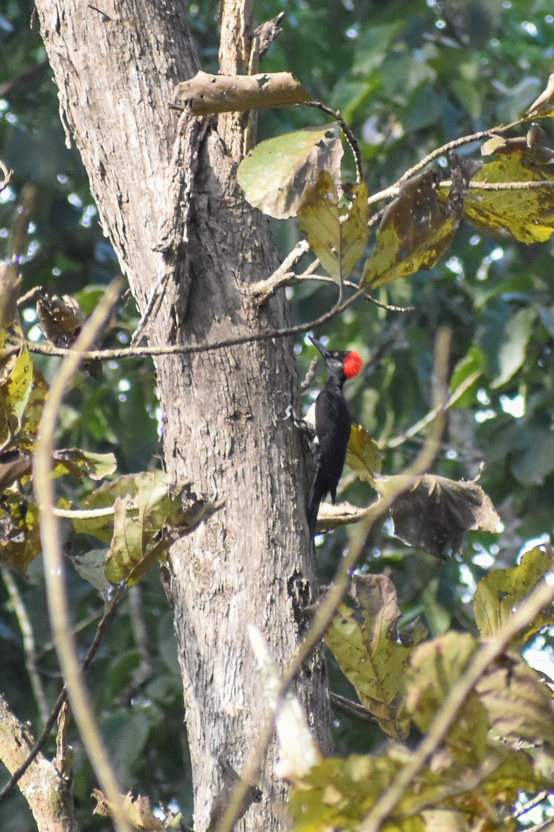 White-bellied Woodpecker - ML535998411