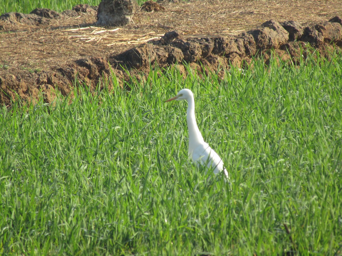 Medium Egret - Chinmay Sawant