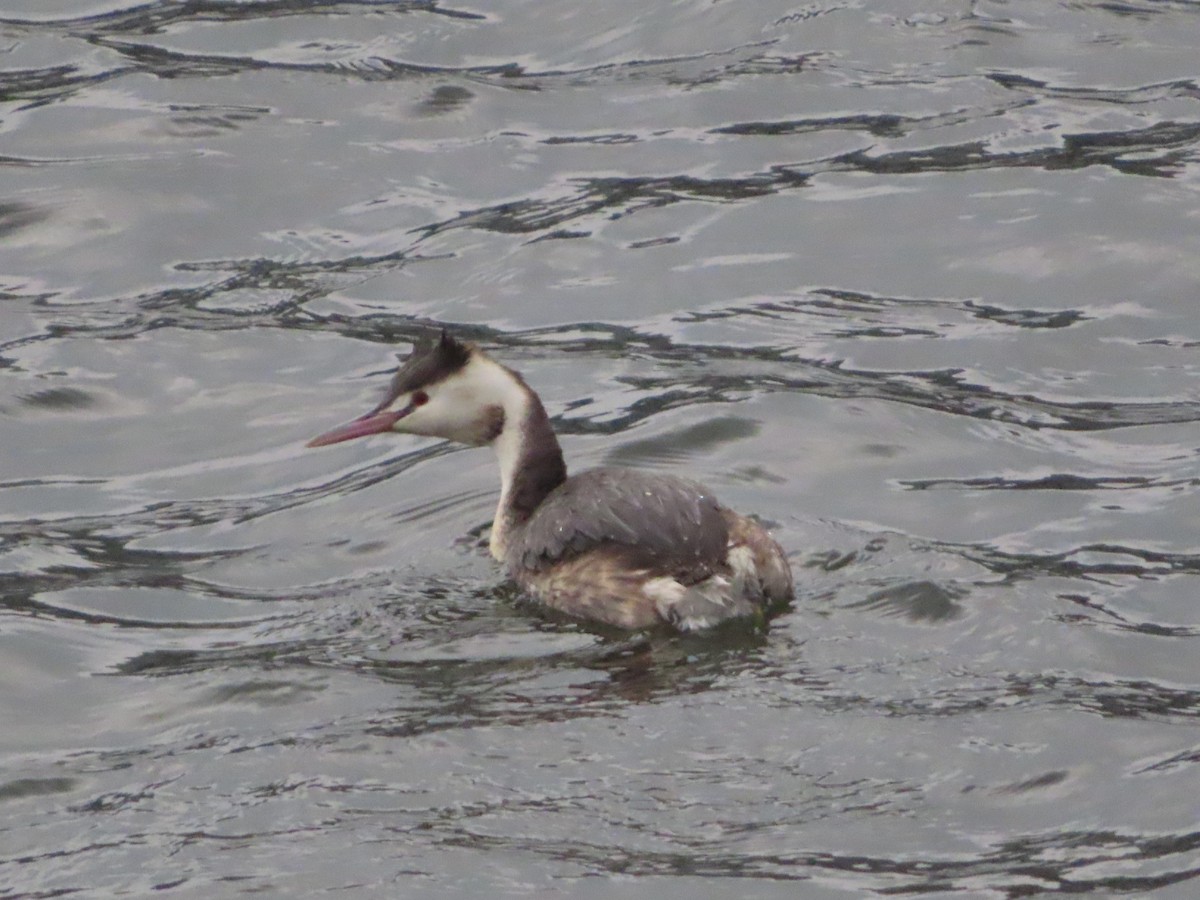 Great Crested Grebe - ML535998961