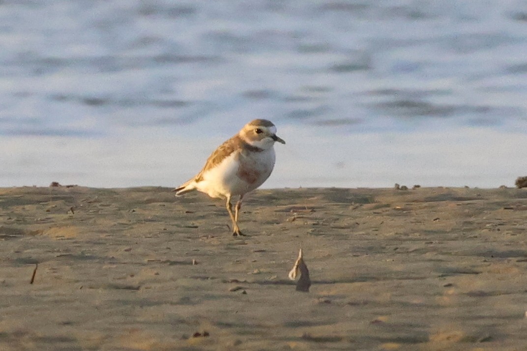 Double-banded Plover - ML535999101