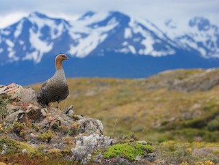 Upland Goose (Bar-breasted), ML53600391