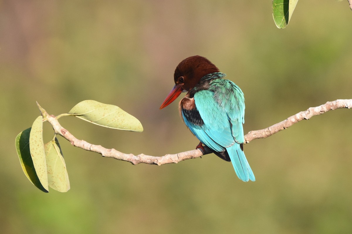 White-throated Kingfisher - Mehala Kumar
