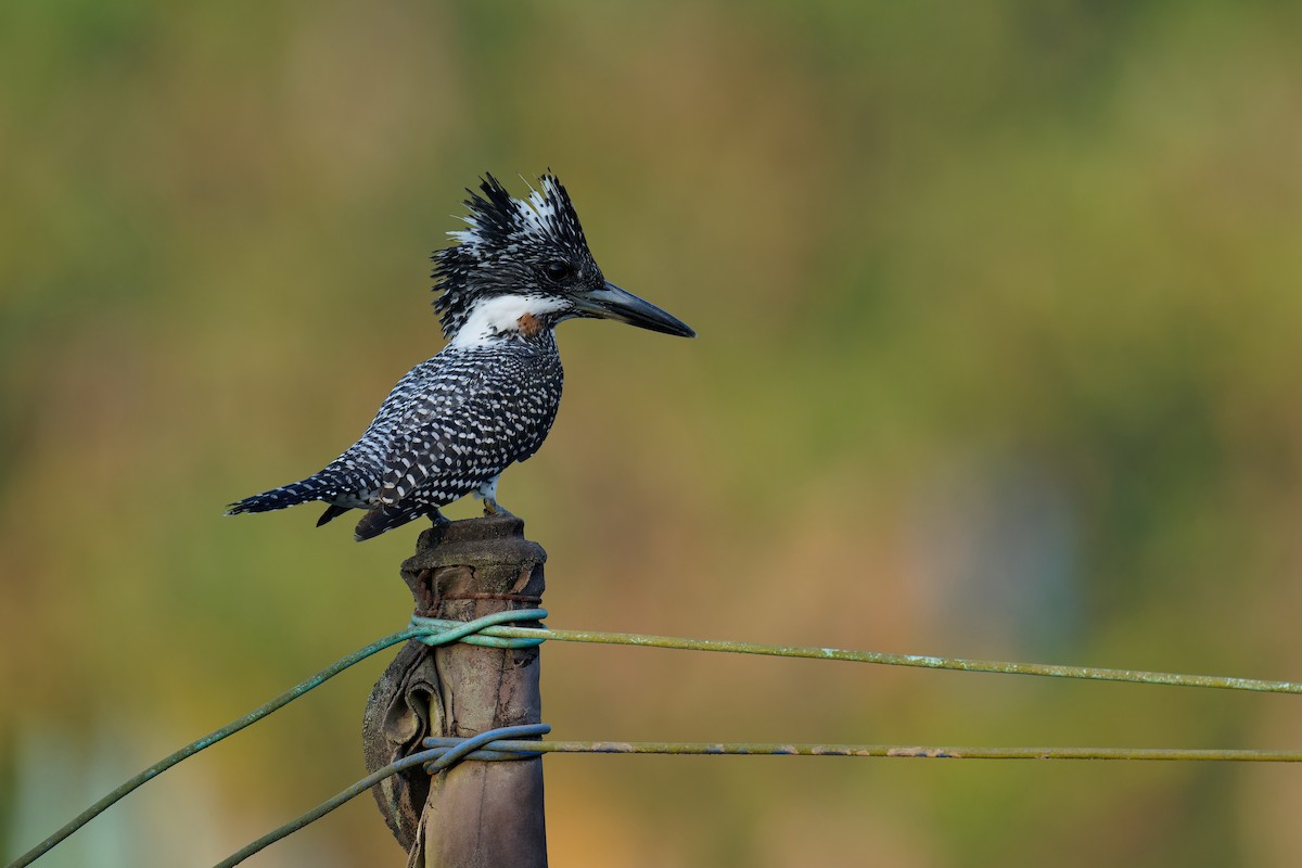 Crested Kingfisher - Vincent Wang