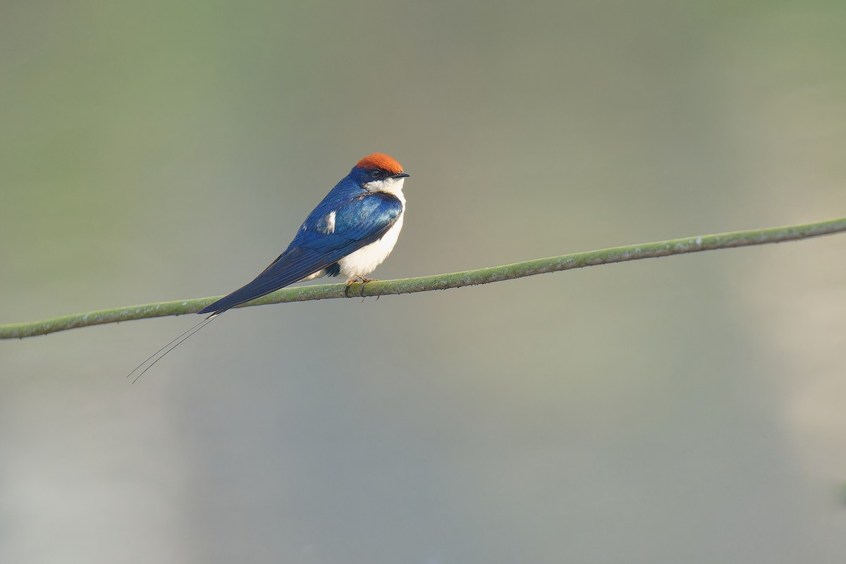 Wire-tailed Swallow - ML536007541