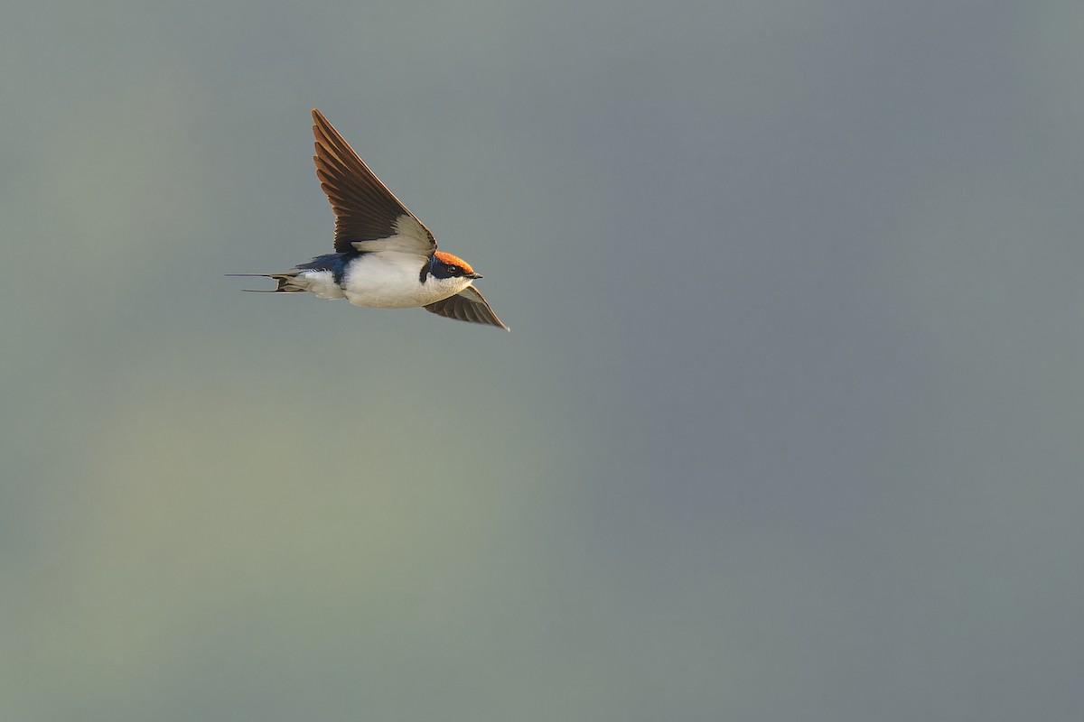 Wire-tailed Swallow - ML536007551
