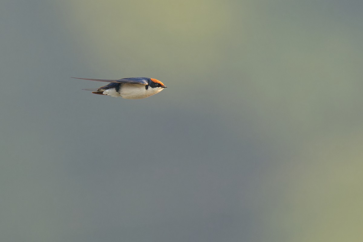 Wire-tailed Swallow - ML536007561