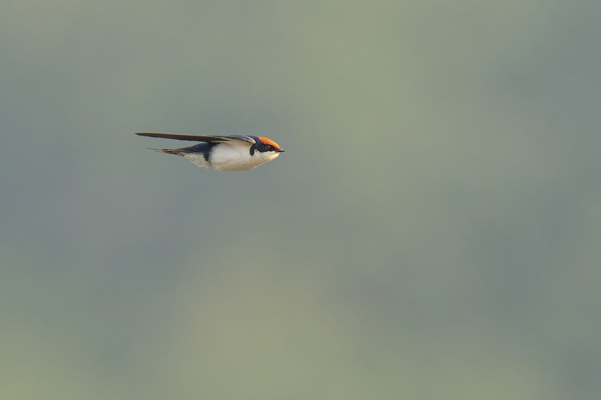 Wire-tailed Swallow - ML536007571