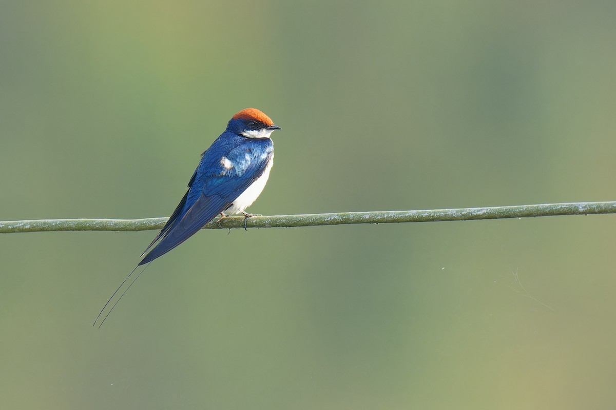 Wire-tailed Swallow - ML536007581