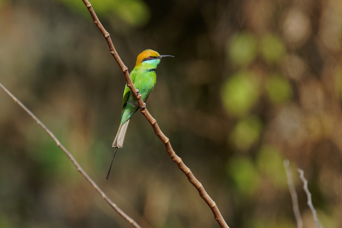 Asian Green Bee-eater - Vincent Wang