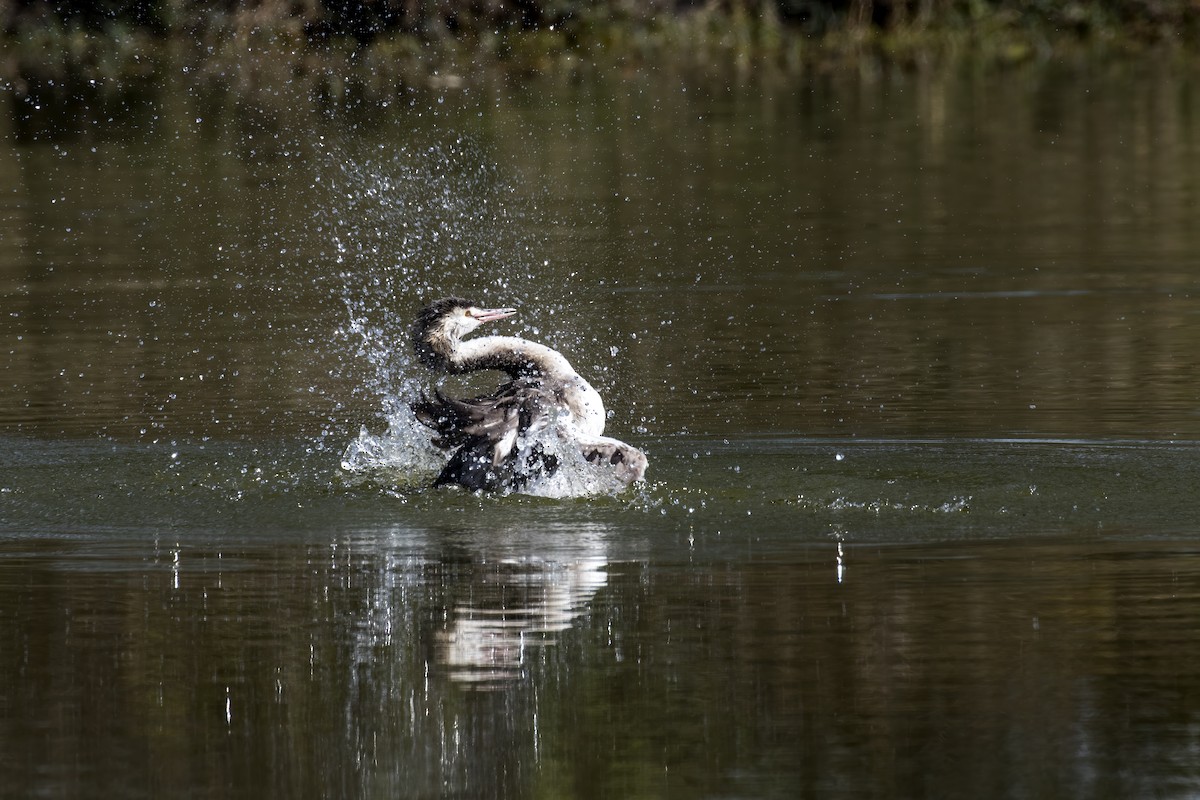 Great Crested Grebe - ML536008311