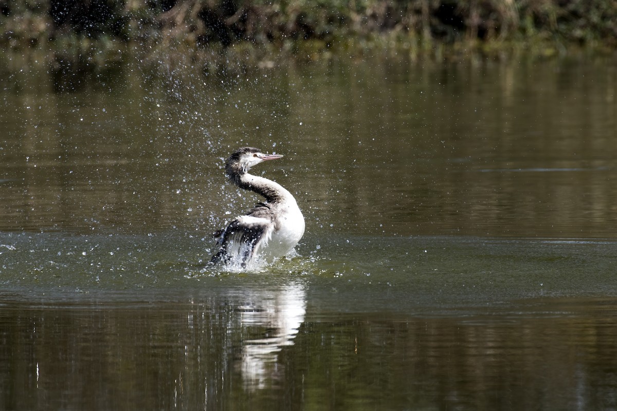 Great Crested Grebe - ML536008321