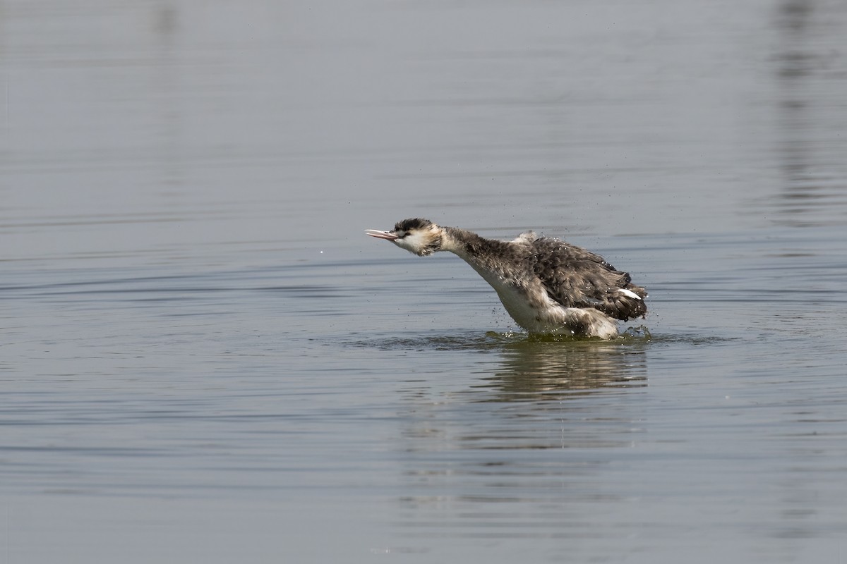 Great Crested Grebe - ML536008331