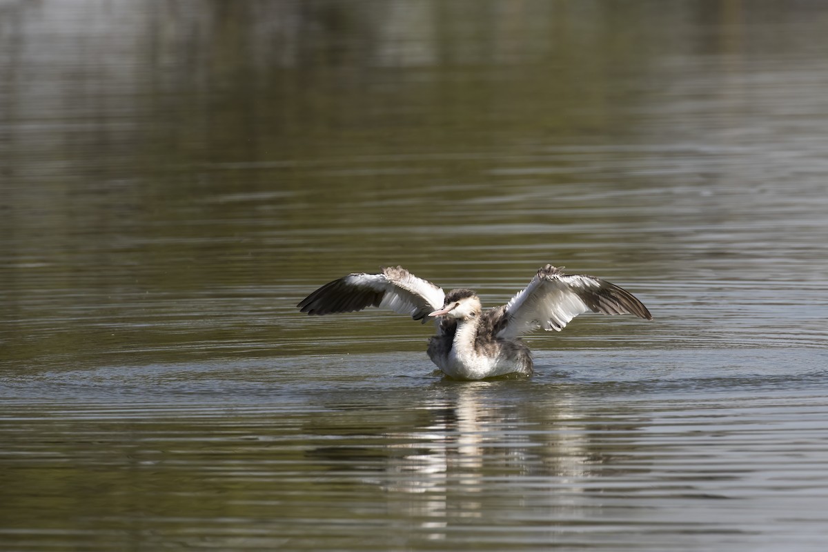 Great Crested Grebe - ML536008351