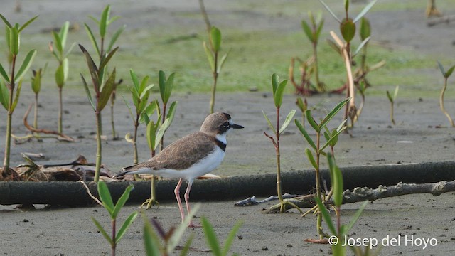 Collared Plover - ML536009291