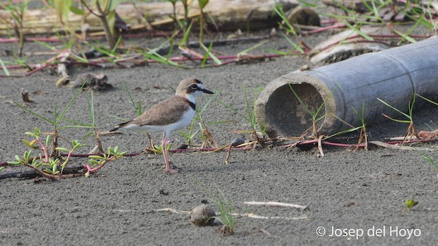 Collared Plover - ML536009301