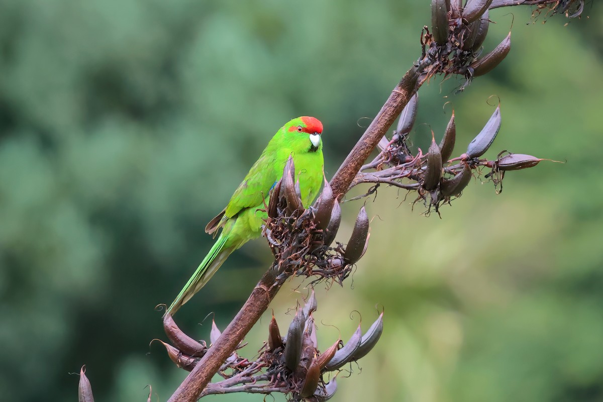 Red-crowned Parakeet - ML536009951
