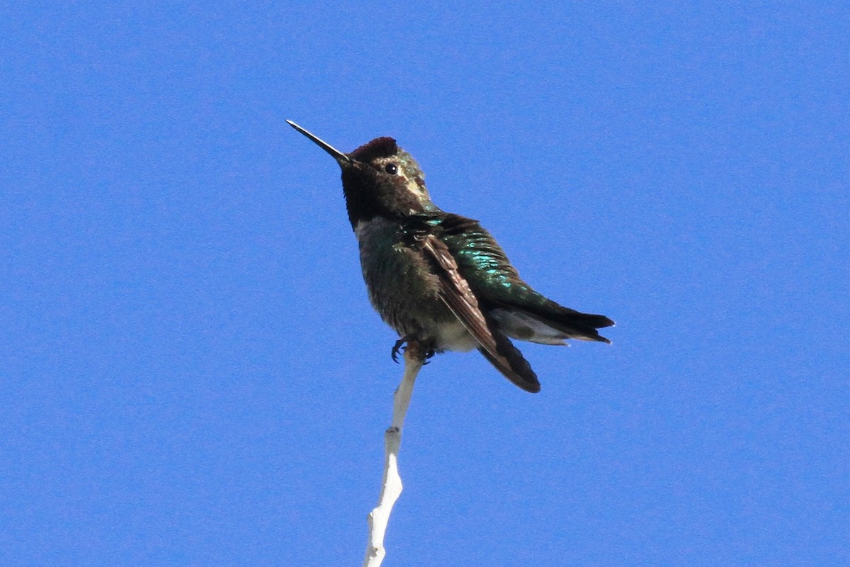 Anna's Hummingbird - ML53601231