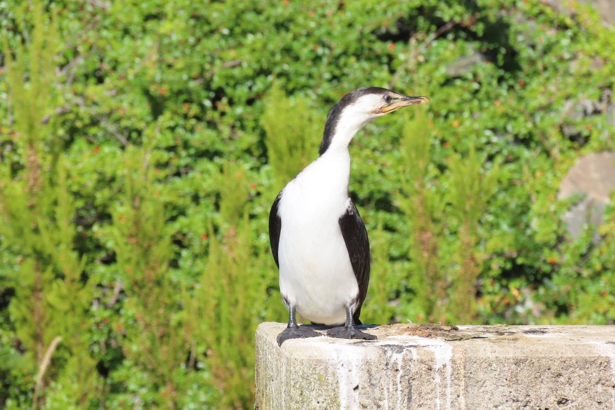 Ebird Australia Checklist Feb Mt Lofty Botanic Garden Species