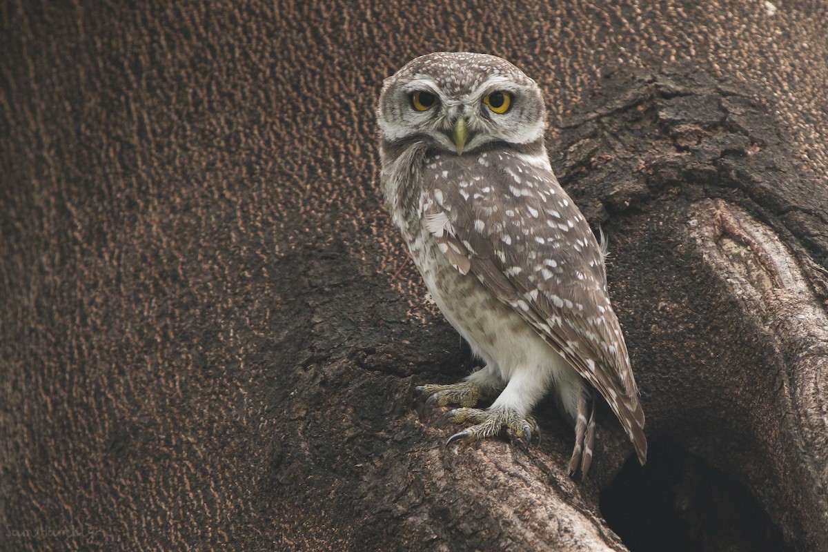 Spotted Owlet - ML536014081