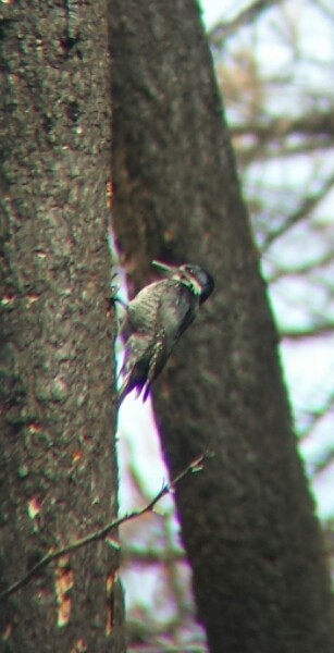 Black-backed Woodpecker - kelby gardiner