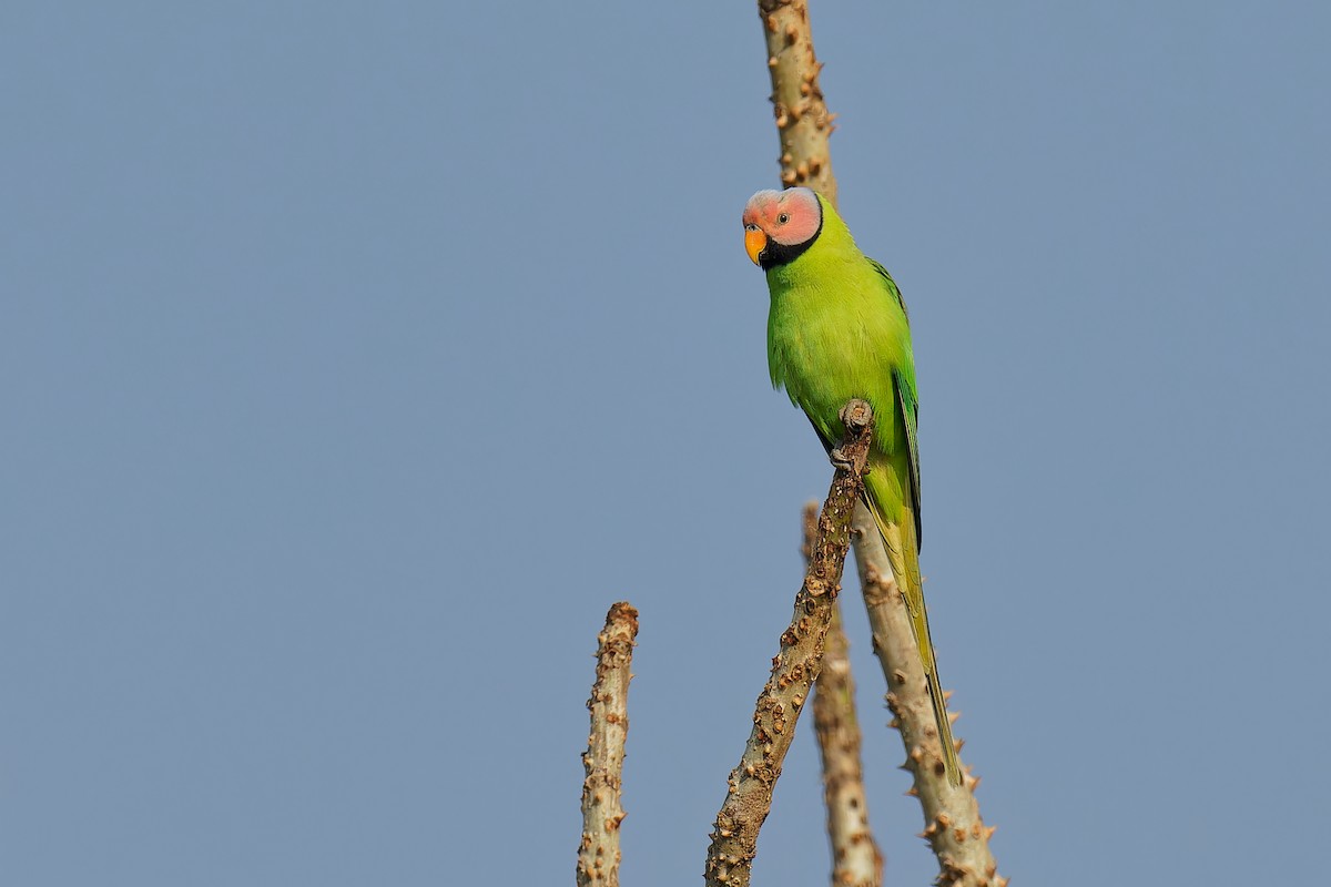 Blossom-headed Parakeet - ML536017491