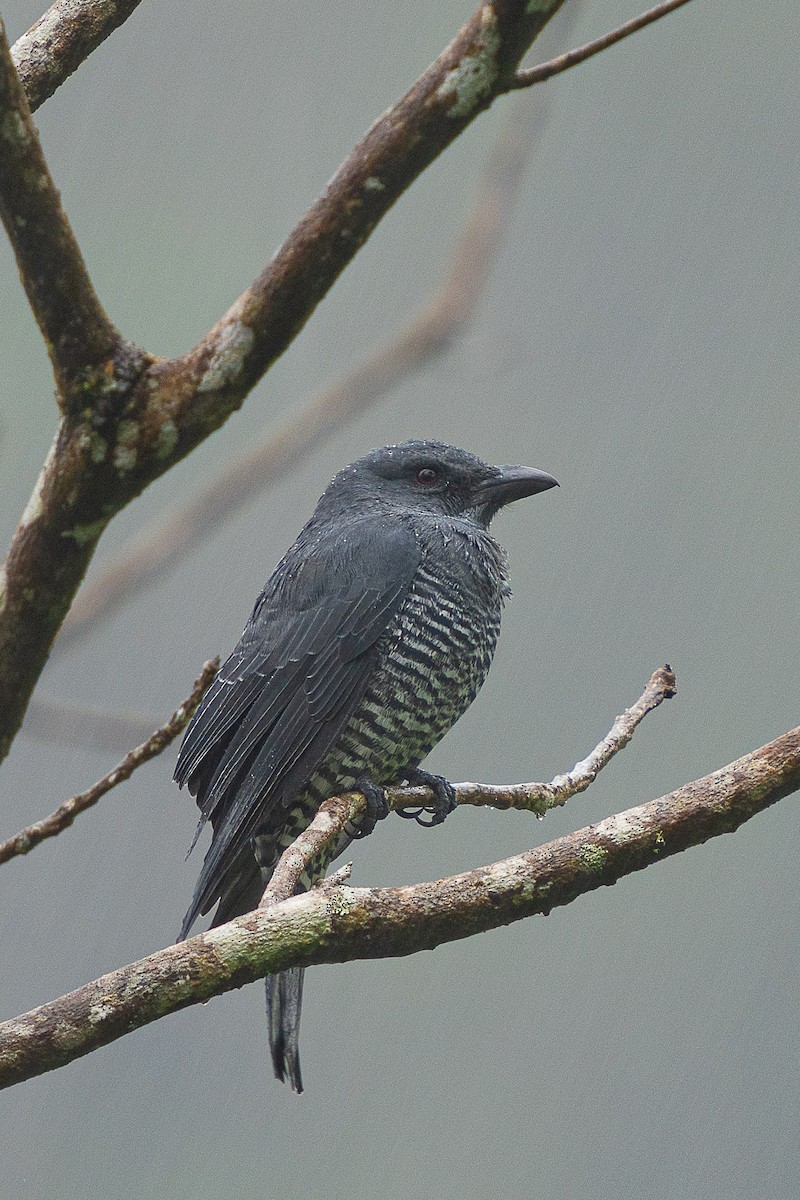 Échenilleur barré (panayensis) eBird