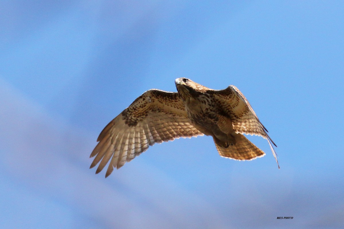 Red-tailed Hawk - ML53602481