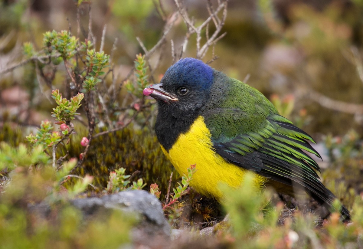 Black-chested Mountain Tanager - ML536030841