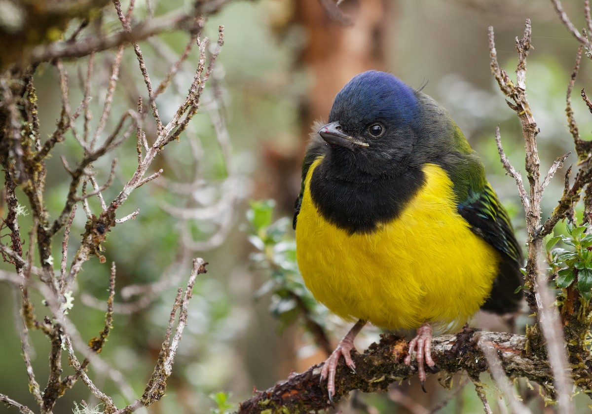 Black-chested Mountain Tanager - ML536030851