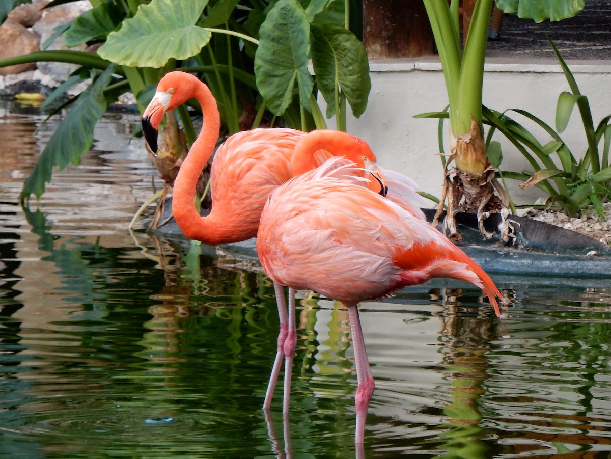 Amerika Flamingosu - ML536033561