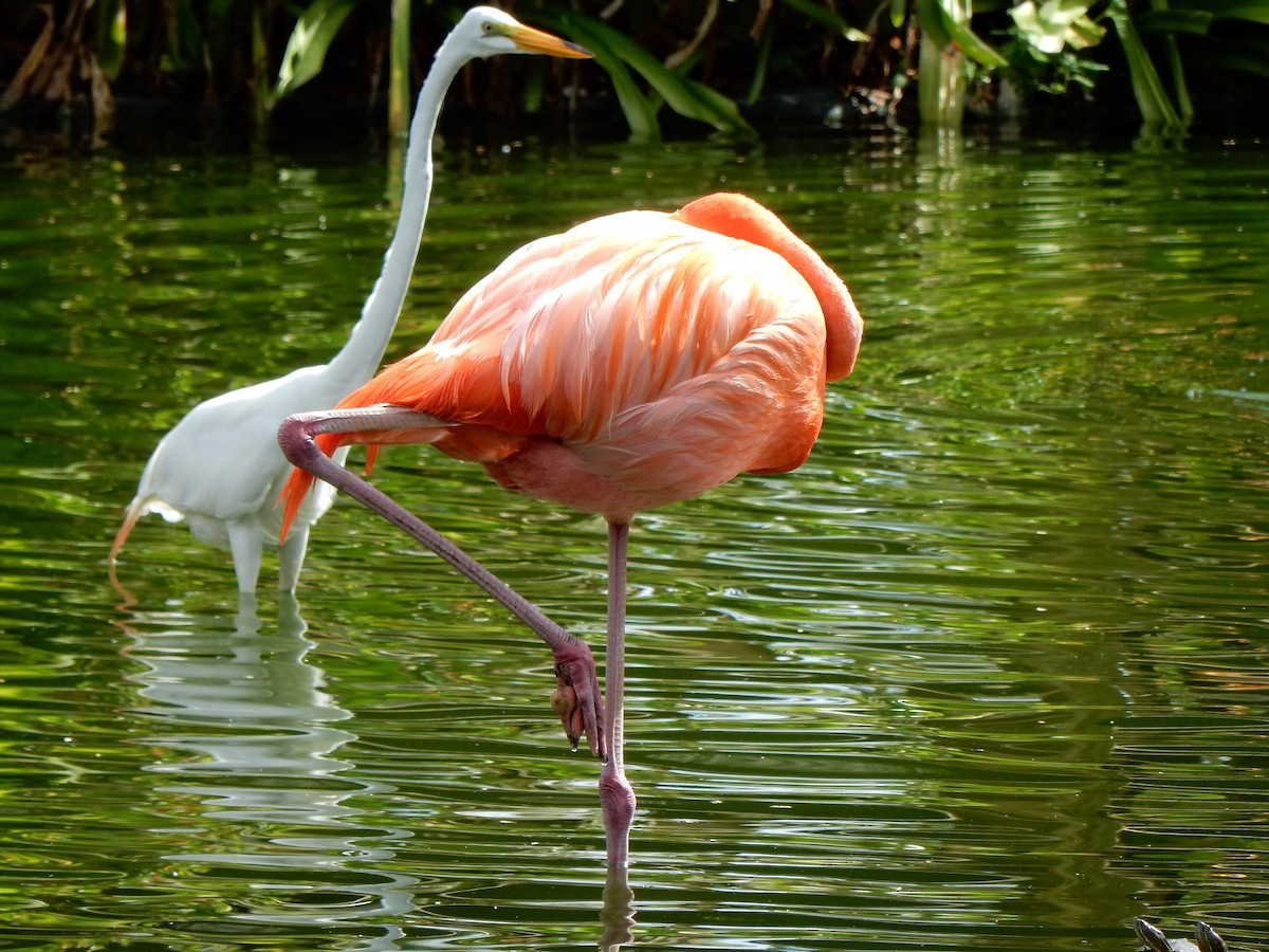 Amerika Flamingosu - ML536033571