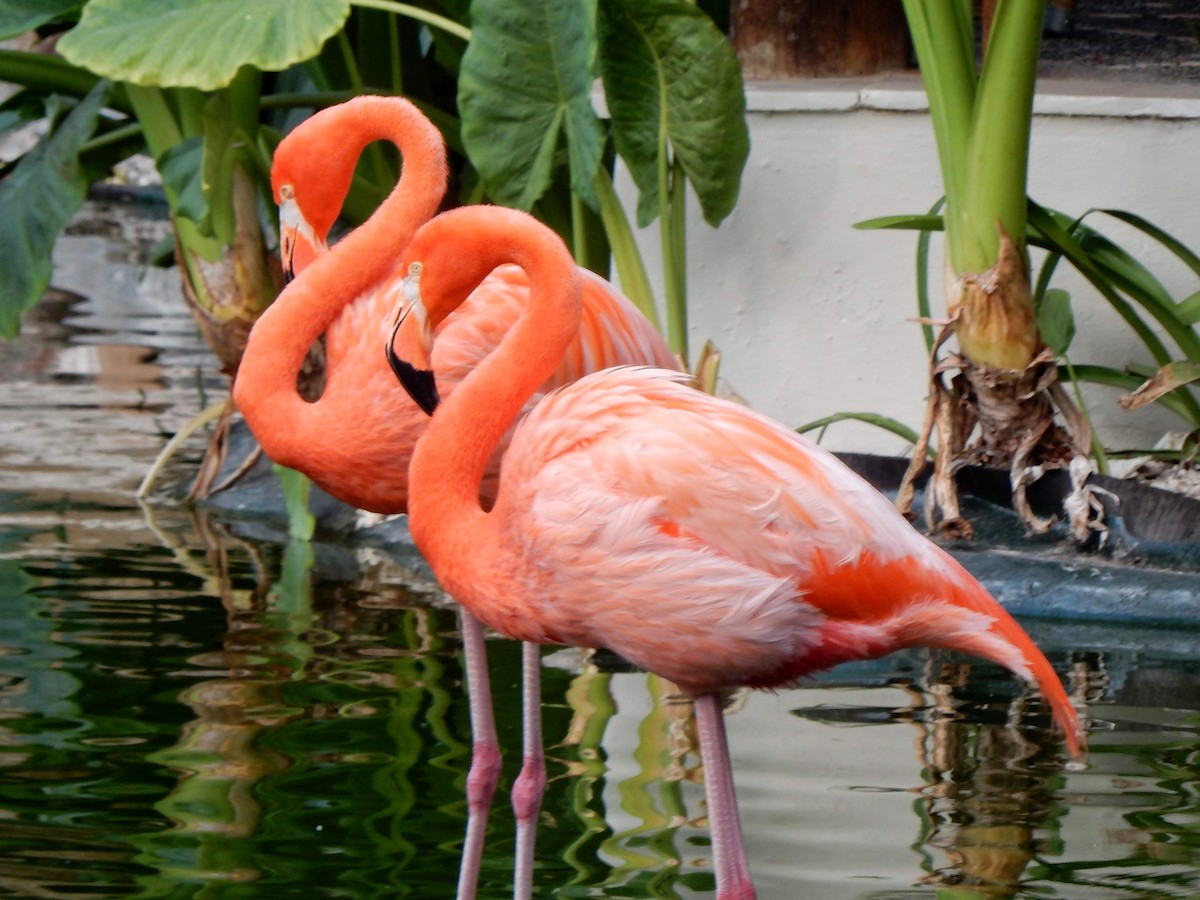 American Flamingo - ML536033581
