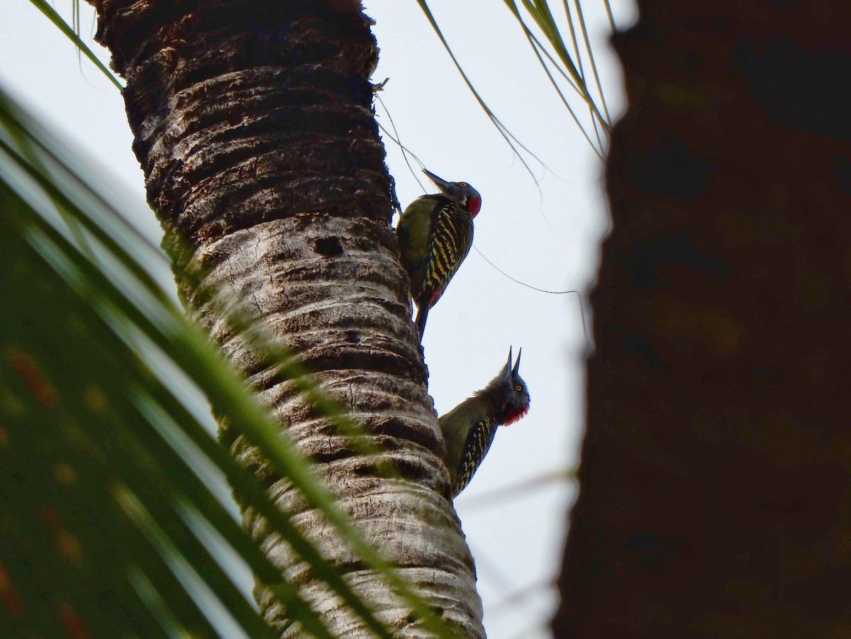 Hispaniolan Woodpecker - ML536033881