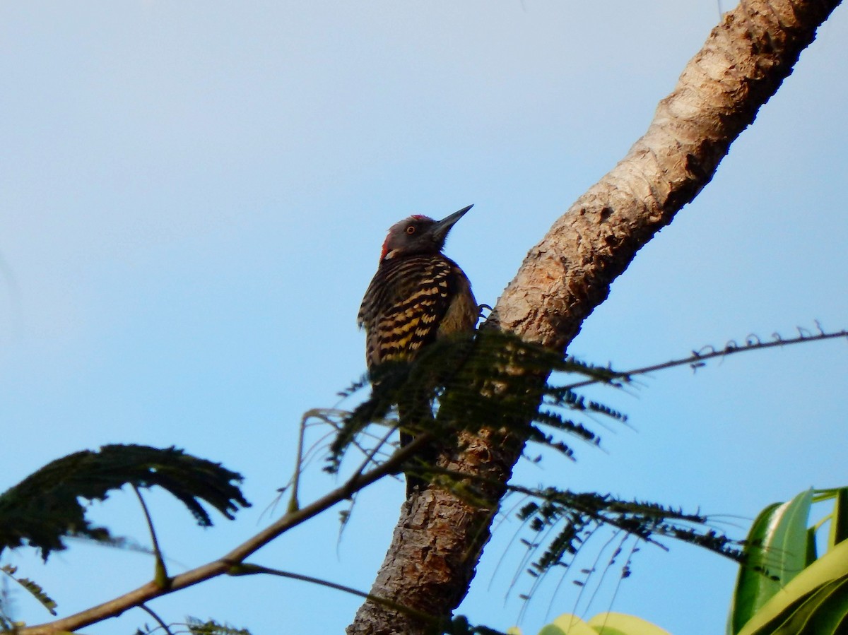 Hispaniolan Woodpecker - ML536033891