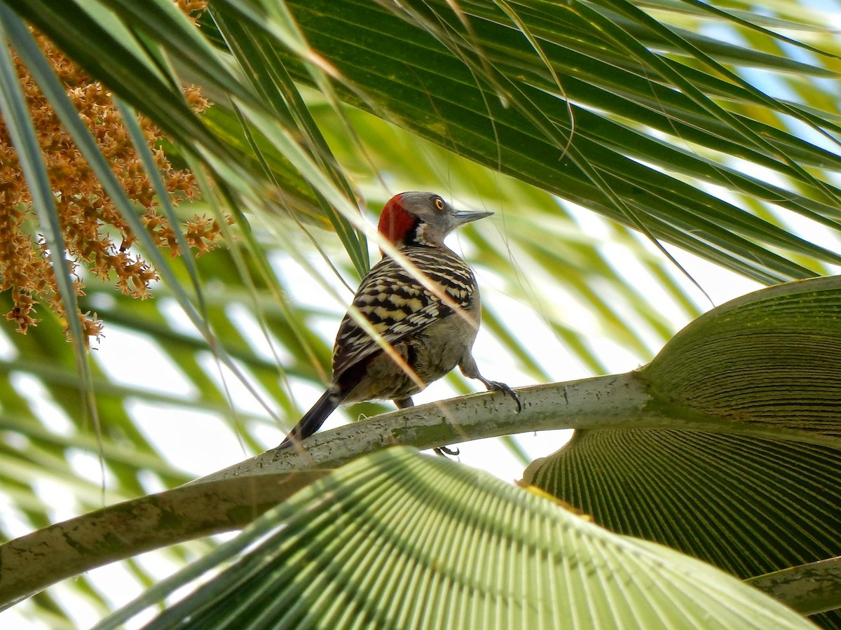 Hispaniolan Woodpecker - ML536033901