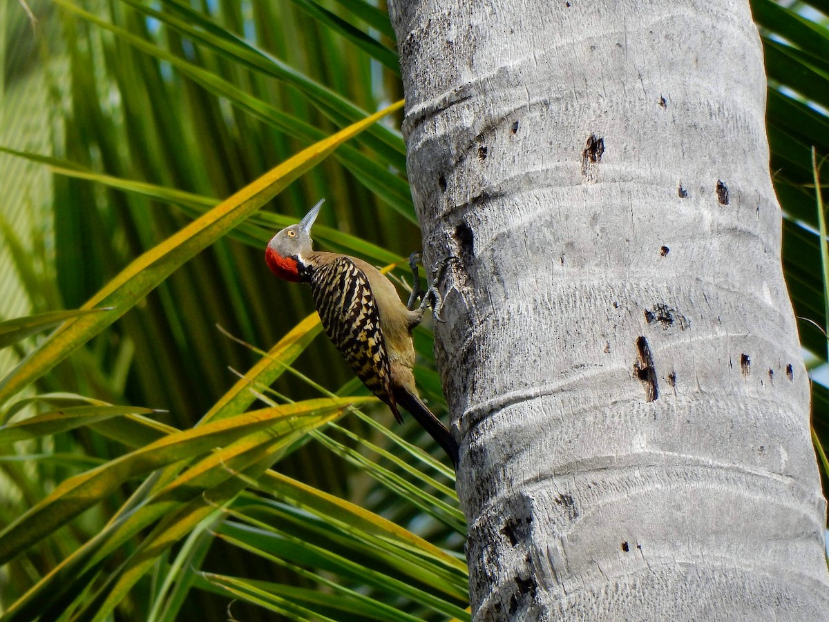 Hispaniolan Woodpecker - ML536033911