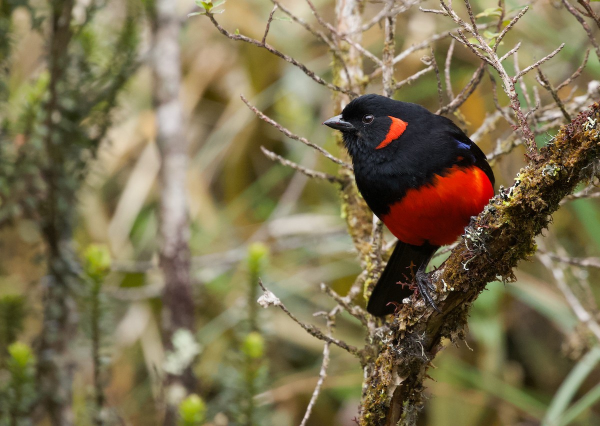 Scarlet-bellied Mountain Tanager - ML536034451