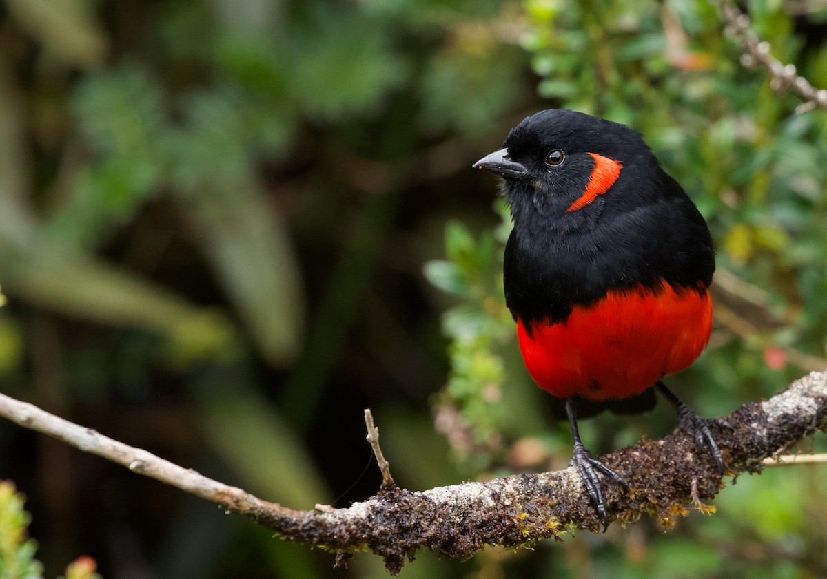 Scarlet-bellied Mountain Tanager - Will Sweet