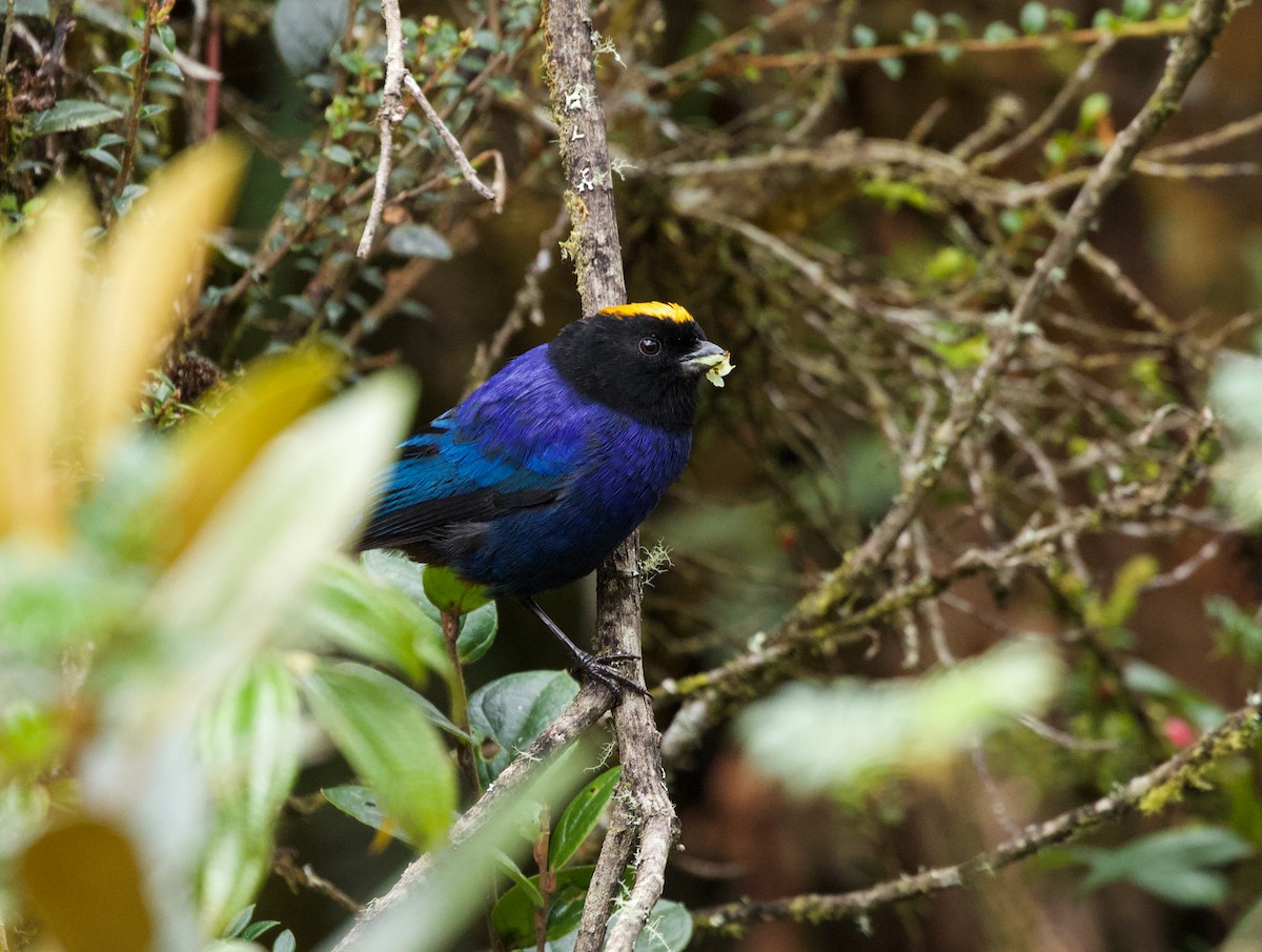 Golden-crowned Tanager - Will Sweet