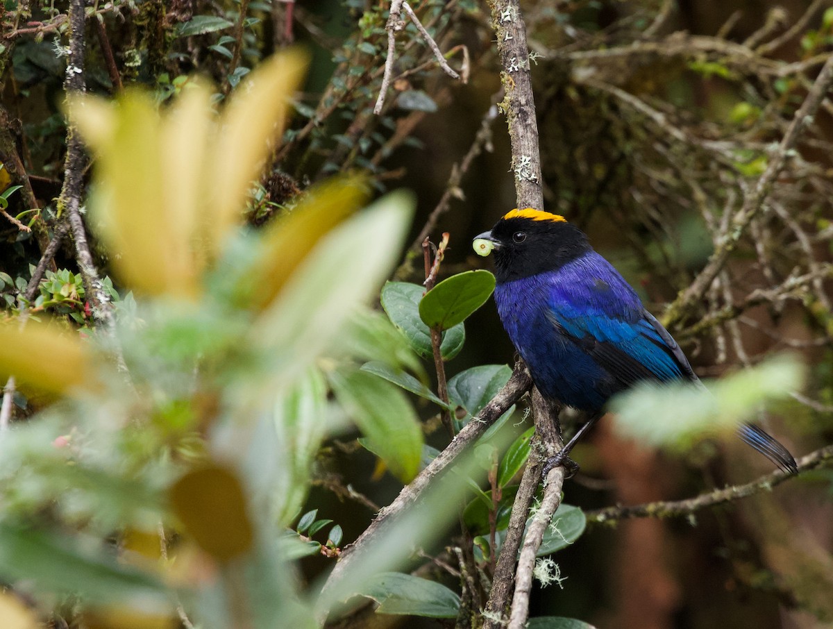 Golden-crowned Tanager - Will Sweet