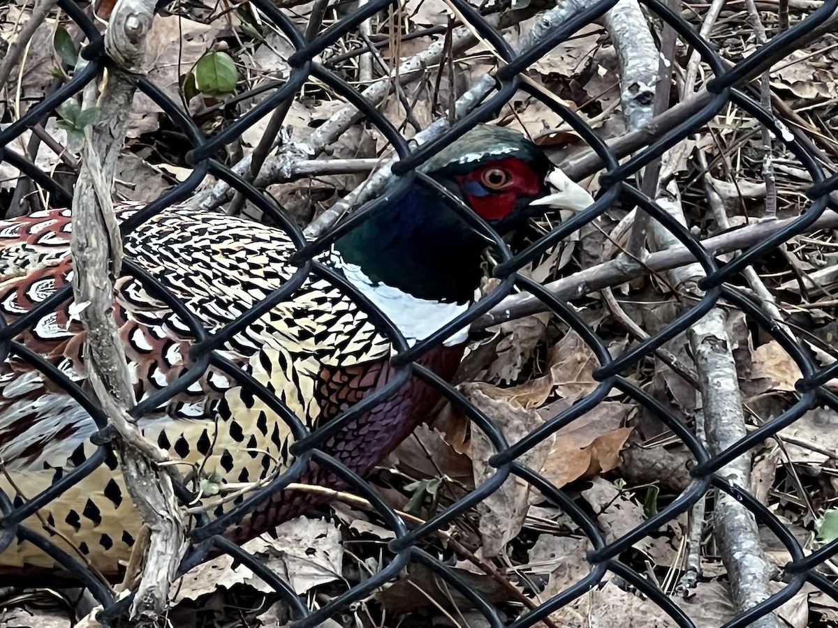 Great Backyard Bird Count Checklist 17 Feb 2023 Encore Blvd 26