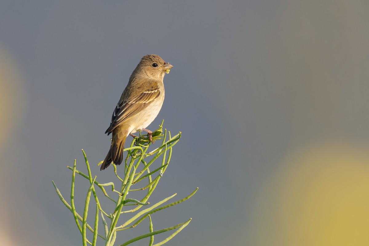 Common Rosefinch - Vincent Wang
